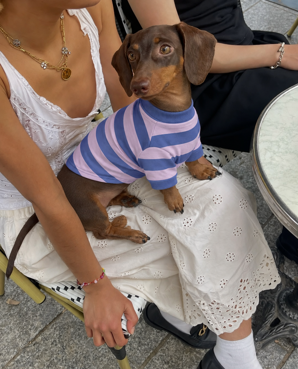 Salsicha de camiseta listrada azul e lilás no colo em um café